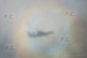 DSCF7406 - Kopia (Kopiowanie).JPG