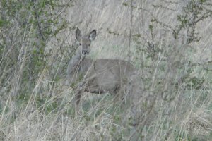 P1060114 (Kopiowanie).jpeg