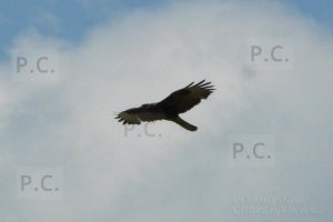 P1260060 (Kopiowanie).JPG