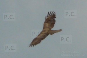 P1260064 (Kopiowanie).JPG