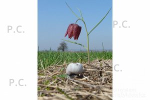 chorazykiewicz hureczko twierdza przemysl