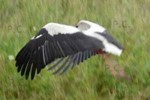 P1170007 (Kopiowanie).JPG