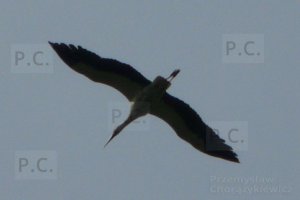 P1250813 (Kopiowanie).JPG