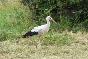 bocian hureczko chorążykiewicz