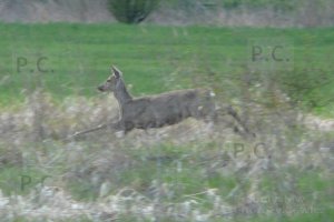 P1060118 (Kopiowanie).jpeg