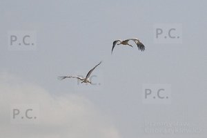 P8170036 (Kopiowanie).jpeg