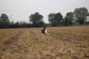 twierdza przemysl chorazykiewicz hureczko