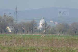 P1050814 (Kopiowanie).JPG