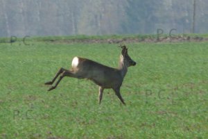 P1050823 (Kopiowanie).jpeg