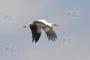 P8170035 (Kopiowanie).jpeg