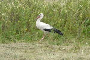 P1170003 (Kopiowanie).JPG