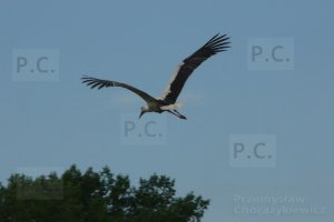 P1170008 (Kopiowanie).JPG