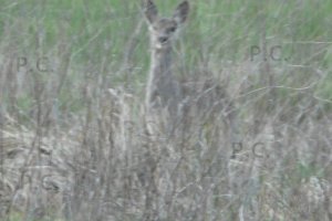 P1060116 (Kopiowanie).jpeg