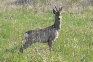 P1060543 (Kopiowanie).JPG