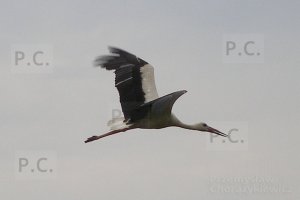 P8080027 (Kopiowanie).jpeg