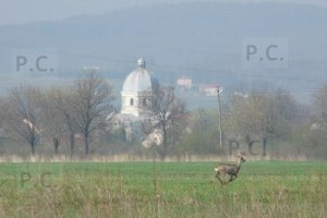 P1050819 (Kopiowanie).jpeg