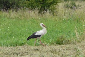 P1160991 (Kopiowanie).JPG