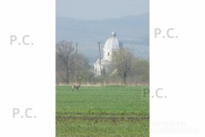 P1050851 (Kopiowanie).jpeg