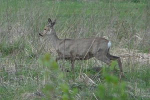 P1060115 (Kopiowanie).jpeg