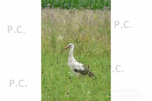 P1160994 (Kopiowanie).JPG