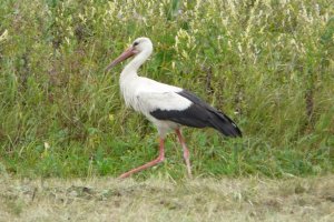 P1170004 (Kopiowanie).JPG