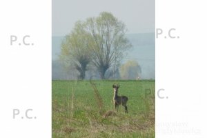 P1050821 (Kopiowanie).jpeg