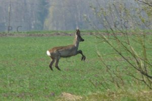 P1050824 (Kopiowanie).jpeg