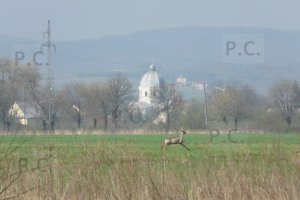 P1050818 (Kopiowanie).JPG