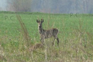 P1050820 (Kopiowanie).jpeg