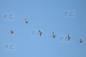 PA100220 (Kopiowanie).jpg