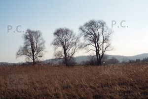 DSCF5582 (Kopiowanie).JPG