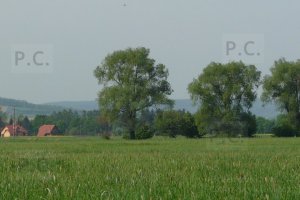 P1250794 (Kopiowanie).JPG