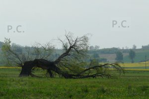 P1250819 (Kopiowanie).JPG