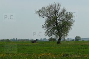 P1250822 (Kopiowanie).JPG