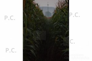 SAM_1915 (Kopiowanie).JPG