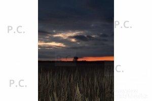 SAM_2105 (Kopiowanie).JPG