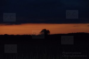 skrzydła nad hureczkiem chorążykiewicz