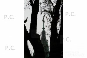 stare drzewo i kościół ul. Świętego Jana Przemyśl higherthanjumbojets.pl