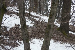 Przemyśl zamek (Hureczko) park sarny