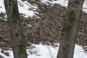 przyroda Przemyśl zamek (Hureczko) Poland nature Chorazykiewicz