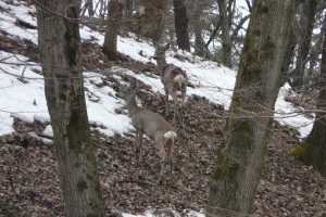 Przemyśl zamek town park castle hill (Hureczko) wildlife hind