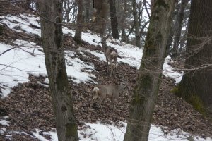 Przemyśl (Hureczko) wildlife Poland hinds
