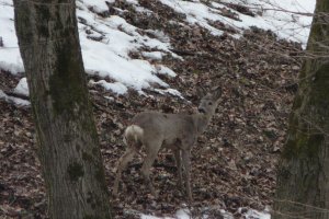 Przemysl zamek sarny Przemyslaw Chorazykiewicz (Hureczko airfield)