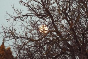 księżyc w pełni zachód drzewa.JPG