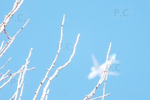 DSCF4789 (Kopiowanie).JPG