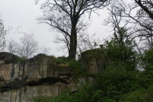 niesamowity widok drzewa na ruinach fortu.JPG