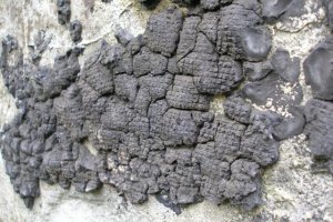 maskowanie twierdza przemyśl.JPG