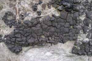 smoła do przyklejenia siatki maskującej przemyśl.JPG