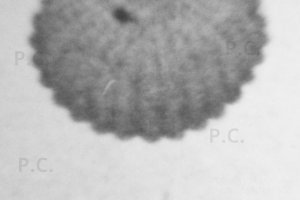 fotografia lotnictwo historia parachute spadochron.JPG