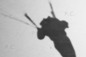 interwar parachuting poland.JPG